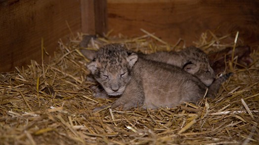 Arnhem lioness gives birth to triplets