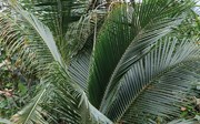 Tropische dromen onder kokospalmen 