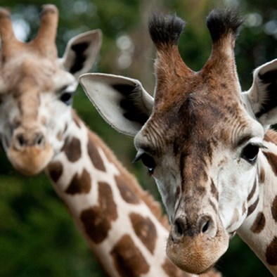 Besondere Tiertransporte: die Giraffe