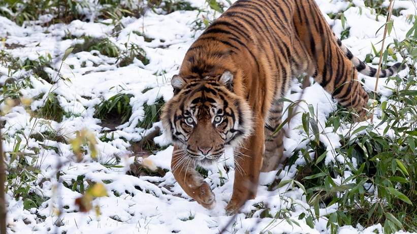 Een laagje sneeuw in Burgers' Zoo 