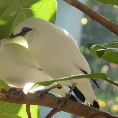 Zwijgende bossen – de EAZA-zangvogelcampagne