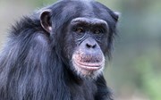 Cultuur bij chimpansees: in Congo en in Arnhem