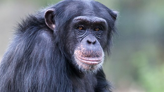 Kultur bei Schimpansen: im Kongo und in Arnheim