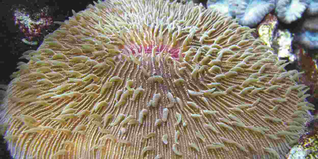 Een nieuw licht op het koraal