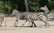 Een streepje voor: zuivere zebra’s