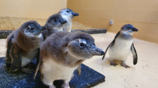 Jonge pinguïns