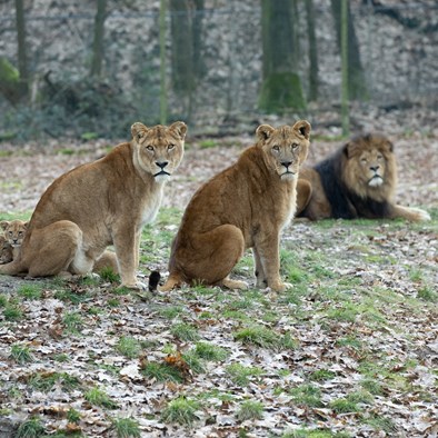 Burgers' Zoo verrast leeuwen met paasbrunch