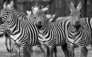 De zebra staat op zijn strepen