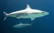 Besondere Tiertransporte: der Hai
