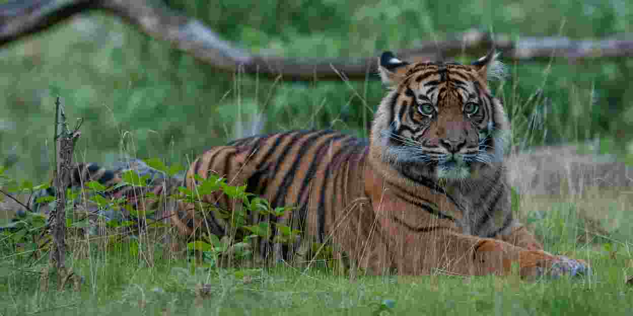 Camera legt geboorte tijgertweeling vast