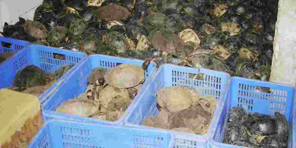 Dierentuinen op de bres voor schildpadden