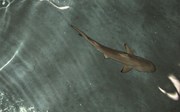 Haaienlogeerpartij