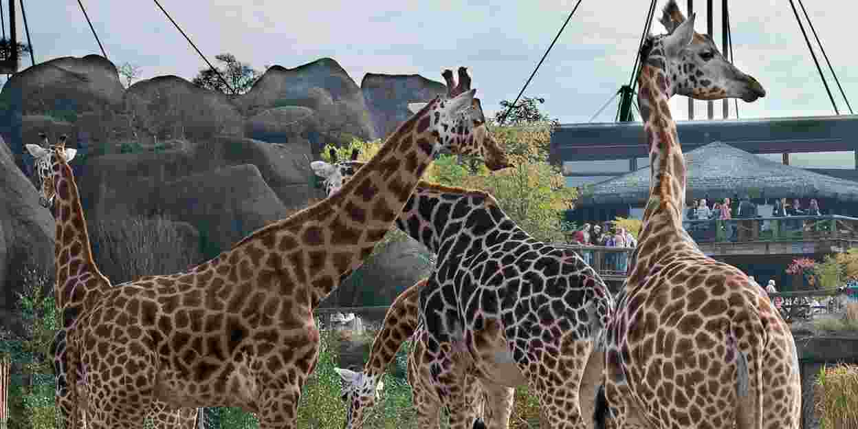 Je nek uitsteken voor giraffen 
