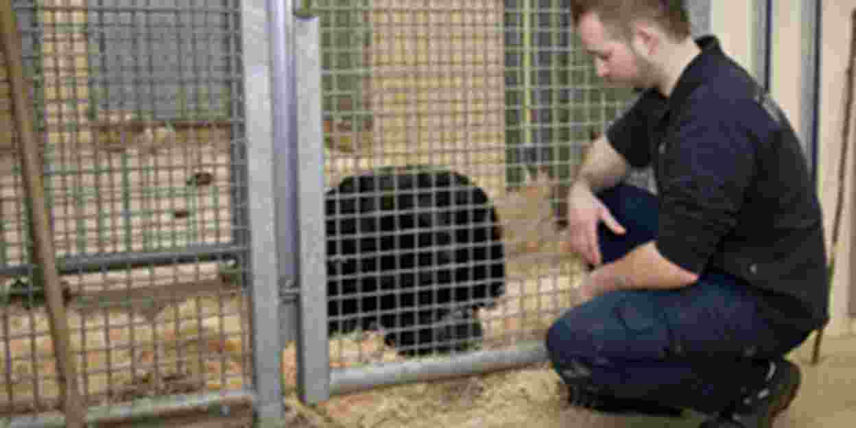 Opstandige gorillapuber verhuisd naar Frankrijk