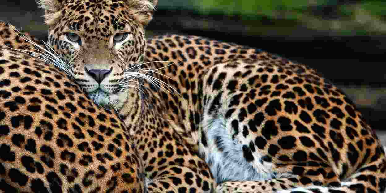 Wir erwarten geburt von Leoparden-mehrlingen!