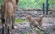 Löwenjungen immun gegen Katzenschnupfen