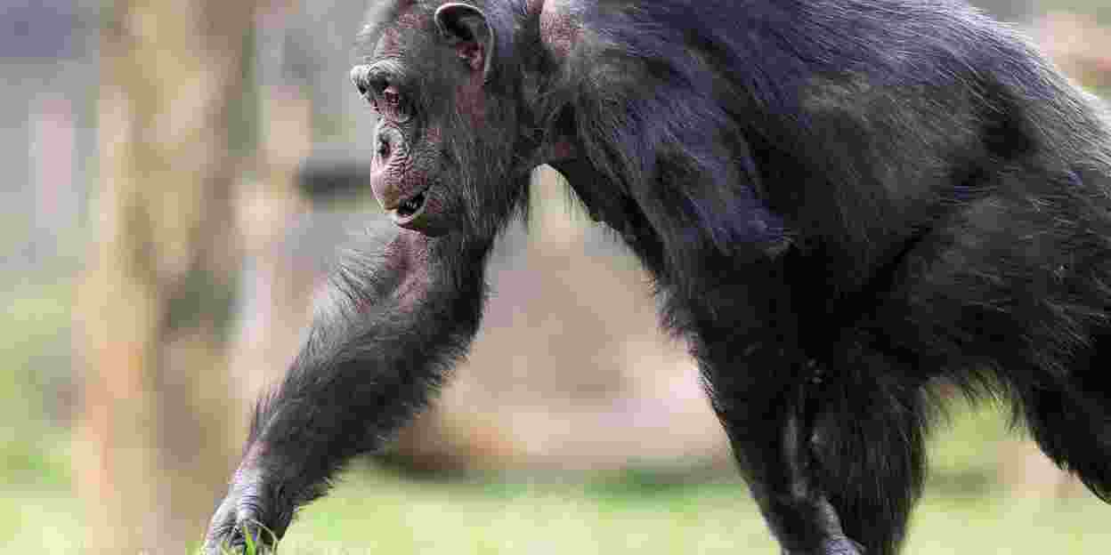De observatieruimte: Over het gedrag van chimpansees