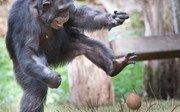 Een revolutionaire chimpanseegroep