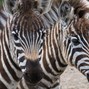 Lesen Sie mehr über: Grant-Zebra