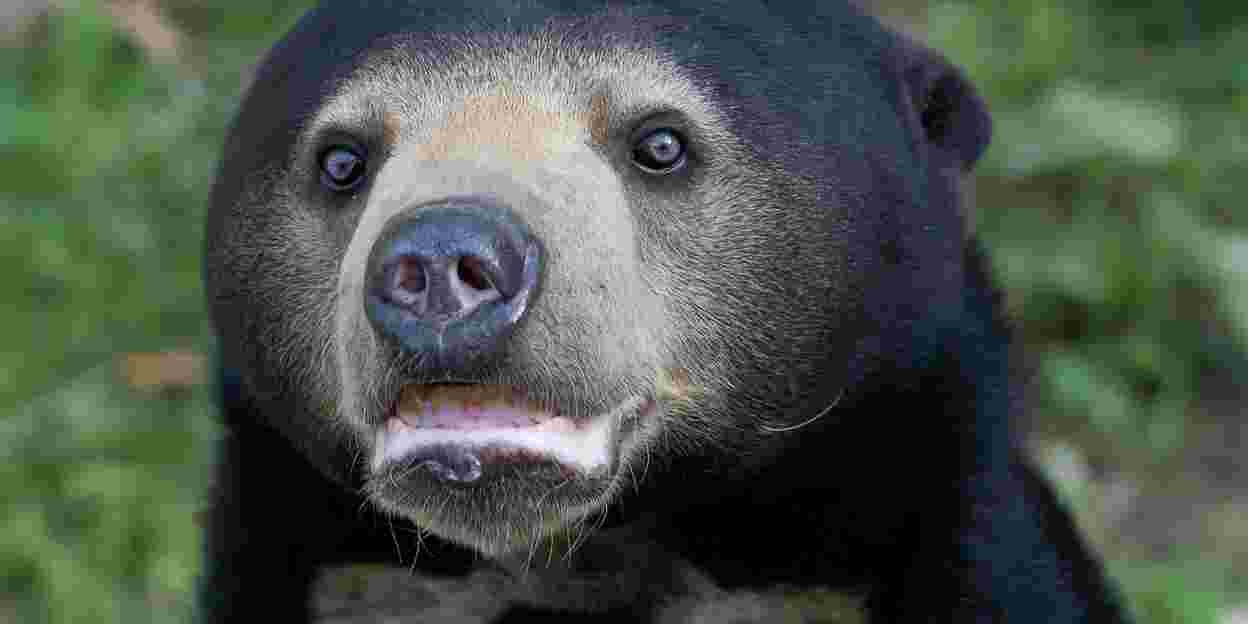 Transferfenster für Malaienbären geöffnet