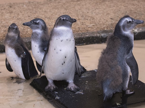 Pinguine in der Kita