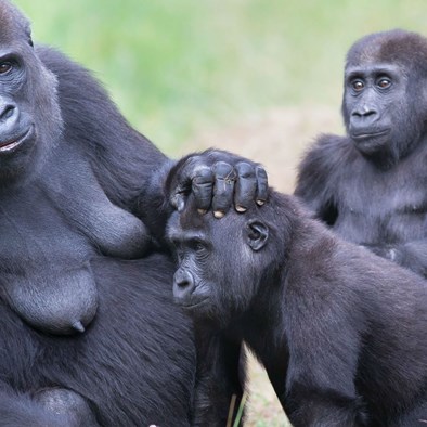 Fünfte Geburt führt zur größten Gorillagruppe