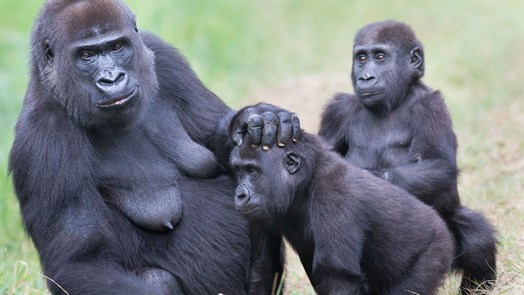 Vijfde geboorte leidt tot grootste gorillagroep