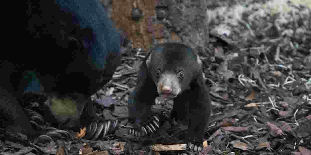 Junge Malaienbären: neugierig oder ängstlich?