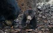 Jonge Maleise beren: nieuwsgierig of bang?