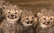 Cheeta-zesling voor het eerst zichtbaar voor bezoekers!