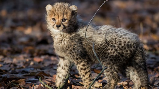Cheeta-zesling over twee weken zichtbaar!