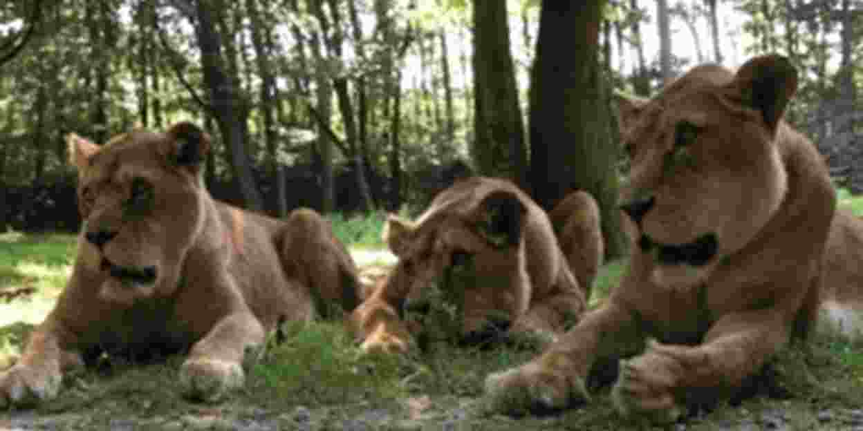 Vier nieuwe leeuwinnen uit Denemarken