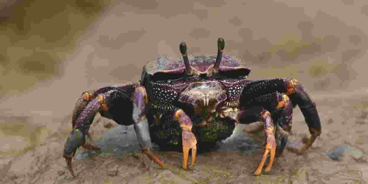 Breeding fiddler crabs is the work of pioneers 