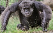 De grote Europese chimpanseepuzzel