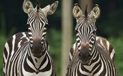 Besondere Tiertransporte: das Zebra