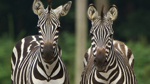 Besondere Tiertransporte: das Zebra