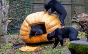 Riesenspass für Malairenbären: Rekordkürbis im Zoo