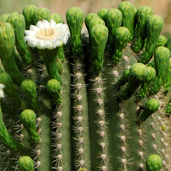 Saguaro cactus 
