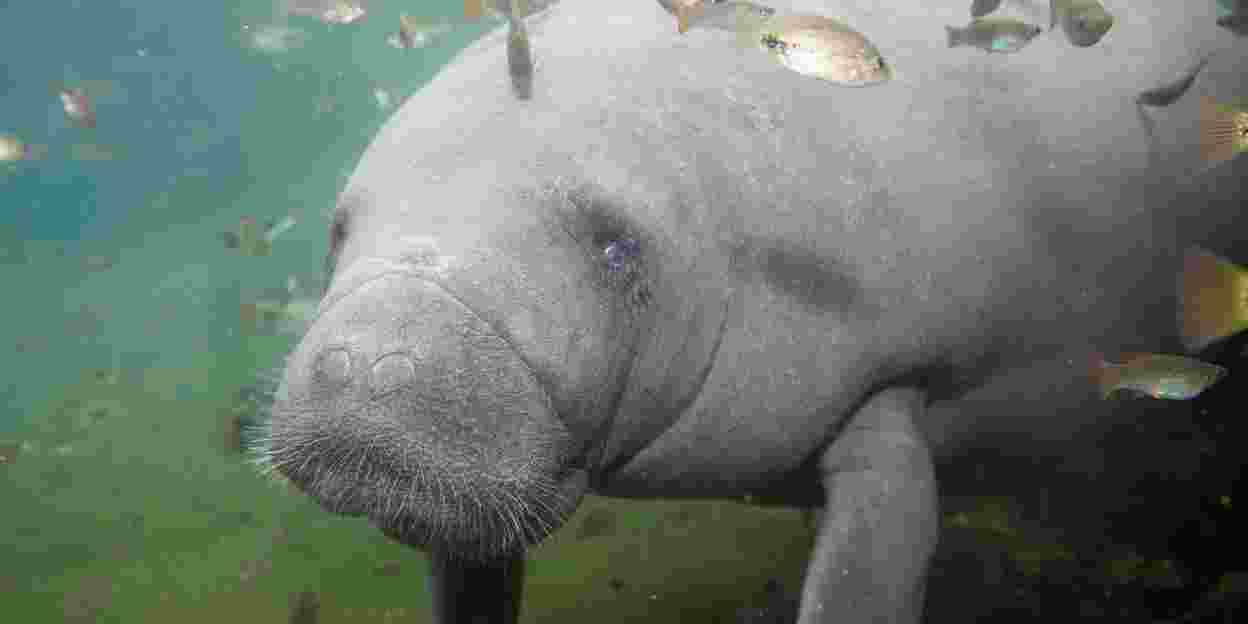 Watch the livestream of the pregnant manatee!