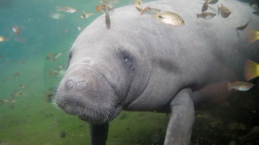 Watch the livestream of the pregnant manatee!