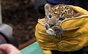 Sri Lankan leopard vaccinated