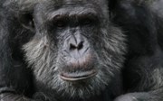 DNA-onderzoek identificeert ondersoorten Chimpansees