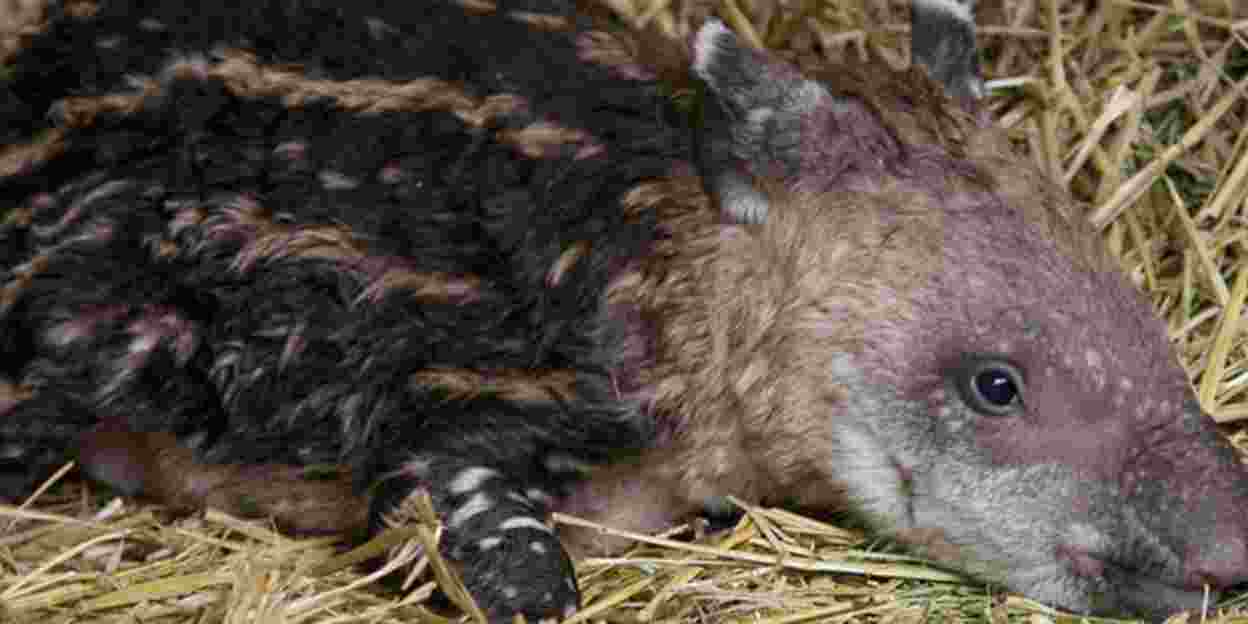 Tierpflegerin reanimiert Tapir nach der Geburt