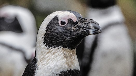 Waarom u waarschijnlijk meer last heeft van de hitte dan onze pinguïns