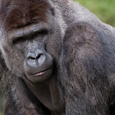 Vijf gorillamannetjes verhuizen naar Hongshan Forest Zoo
