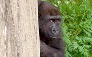 Het wel en wee van de gorilla’s in Burgers’ Zoo