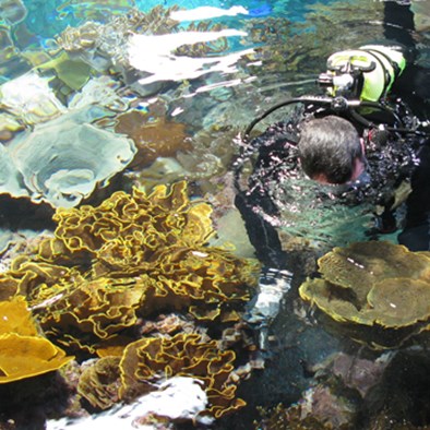 Duitsland en Kroatië ontvangen Arnhemse koralen