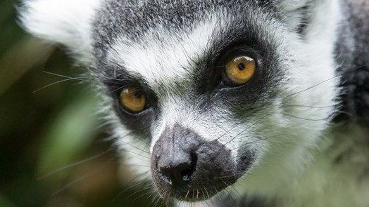 Lemuren eröffnen neue gehege im Burgers' Zoo