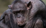 Beroemde chimpansee overlijdt op hoge leeftijd