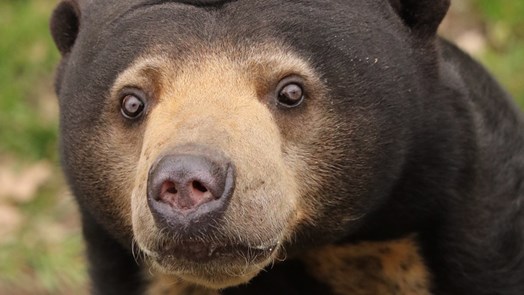 Bei Malaiischen temperaturen erscheinen zwei Bärenjunge erstmals vor den kulissen